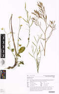 Image of Brassica rapa subsp. oleifera