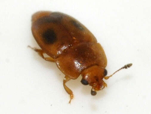 Image of Sap beetle