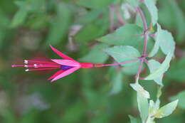 Image of Fuchsia