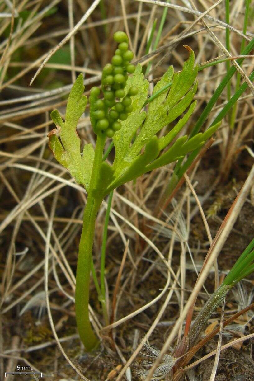 Image of lanceleaf grapefern