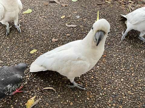 Image of Sulphur-crested Cockatoo