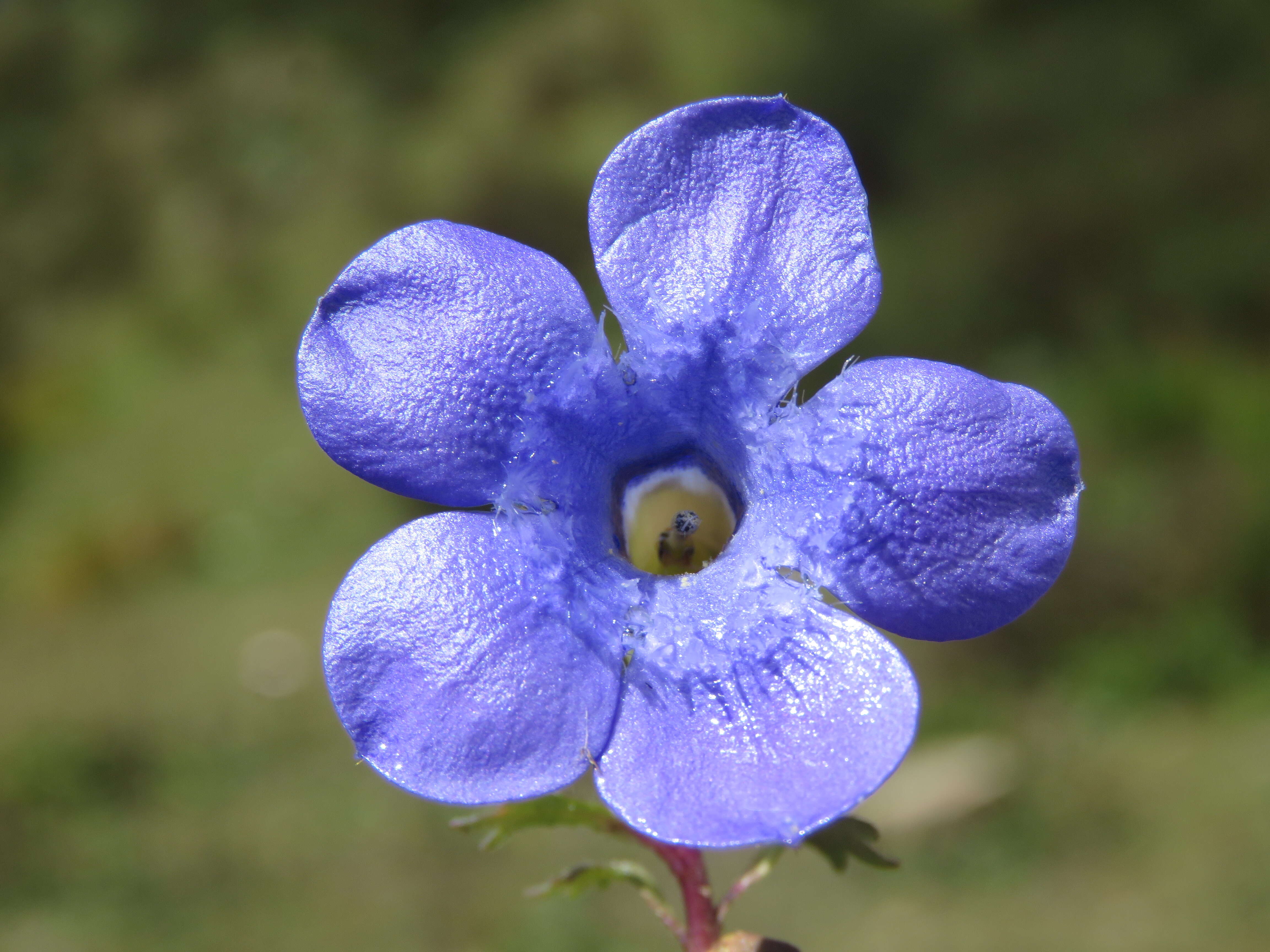 Image of Cyananthus lobatus Wall. ex Benth.