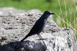 Plancia ëd Monticola solitarius (Linnaeus 1758)