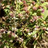 Image de Vespula maculifrons (Buysson 1905)