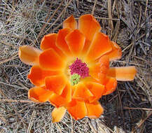 Image of Echinocereus scheeri (Salm-Dyck) Scheer