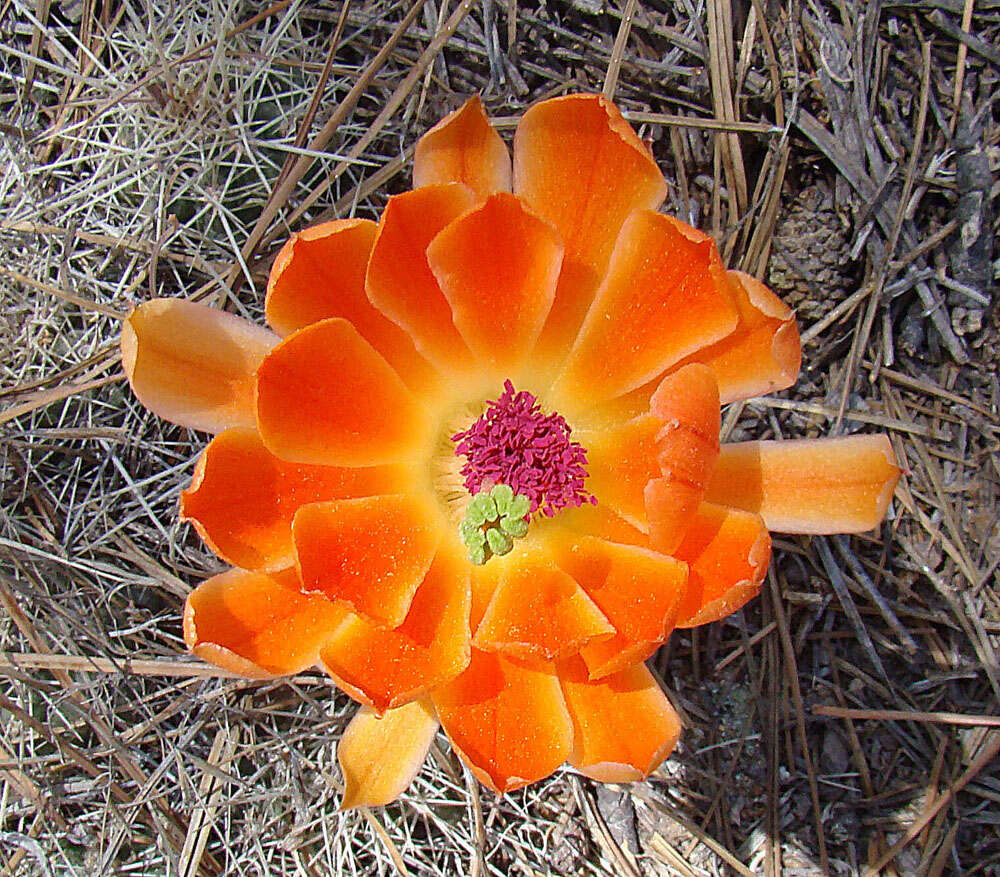 Image of Echinocereus scheeri (Salm-Dyck) Scheer