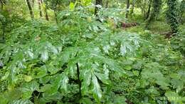 Imagem de Amorphophallus sylvaticus (Roxb.) Kunth