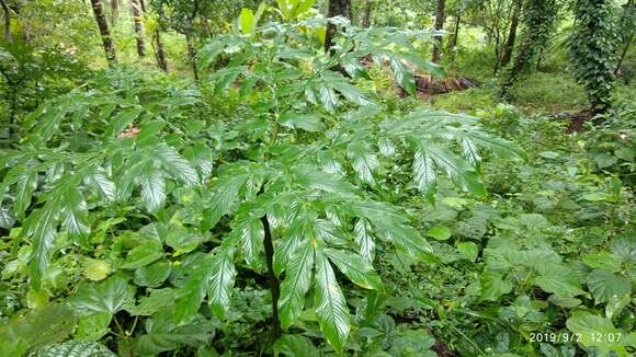 Plancia ëd Amorphophallus sylvaticus (Roxb.) Kunth