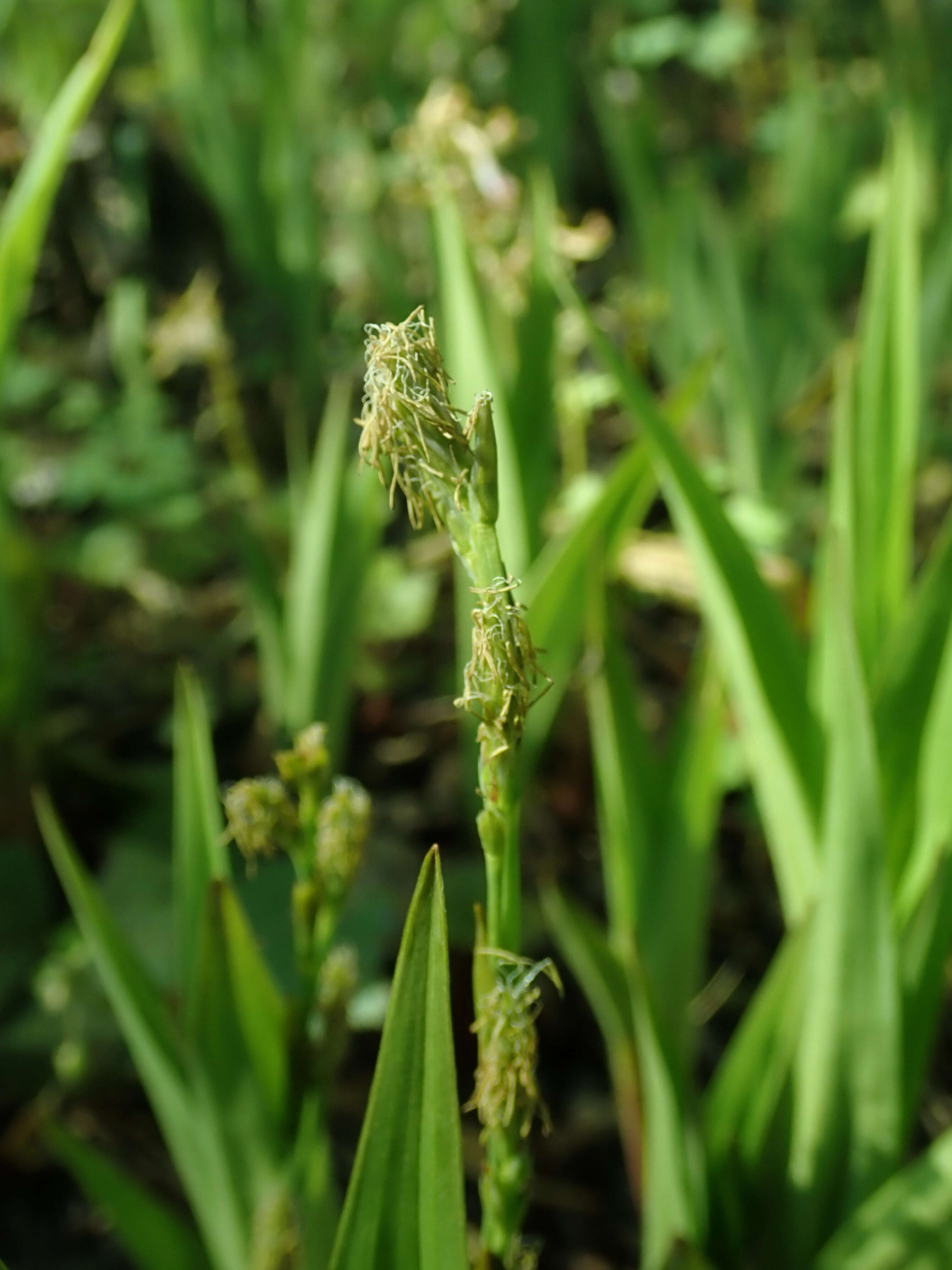 Carex siderosticta Hance resmi