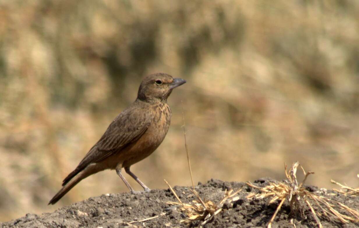 Image of Rufous-tailed Lark