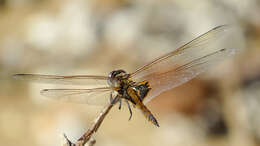 Image of Common Glider