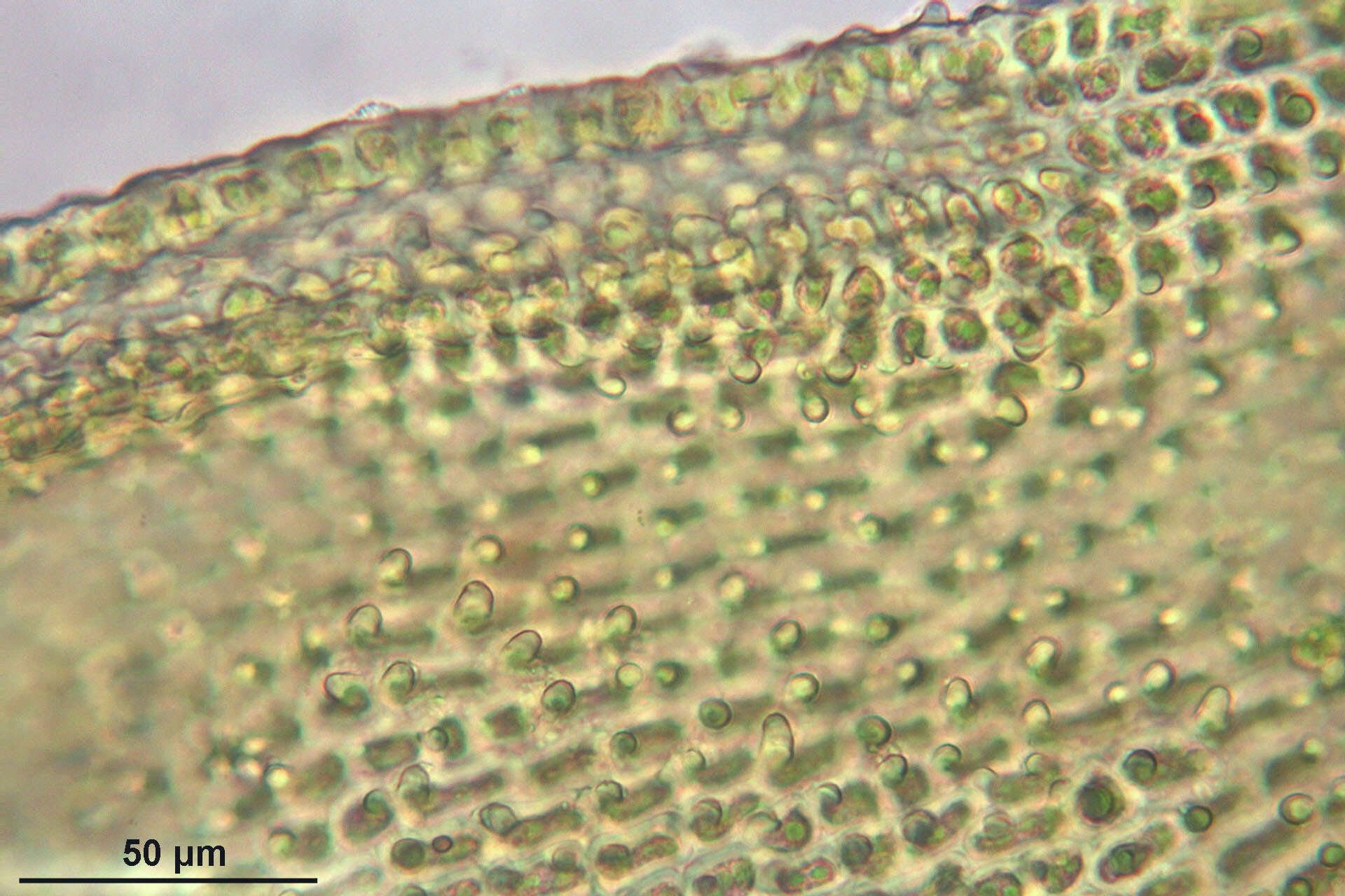 Image of Lyell's orthotrichum moss