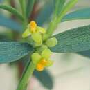 صورة Pimelea pauciflora R. Br.