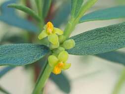 صورة Pimelea pauciflora R. Br.