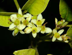 Image of Zanthoxylum brachyacanthum F. Müll.