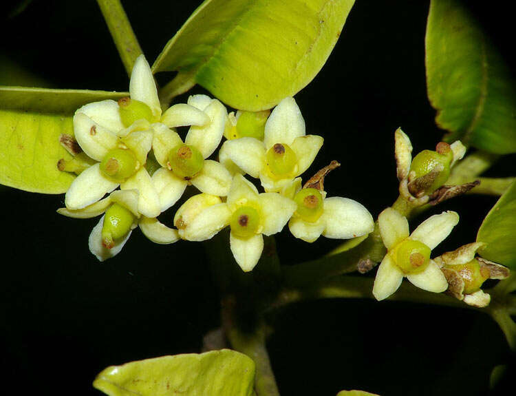 Imagem de Zanthoxylum brachyacanthum F. Müll.