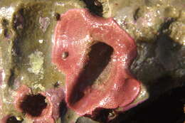 Image of Ascophora