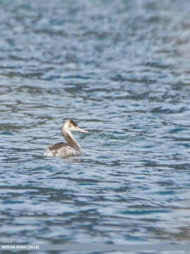 Image of Podiceps Latham 1787