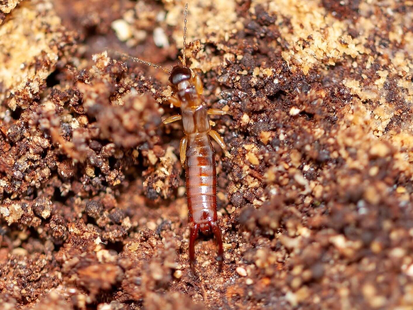 Image of little earwigs