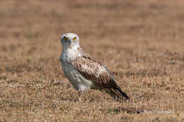 Image of Short-toed Eagle