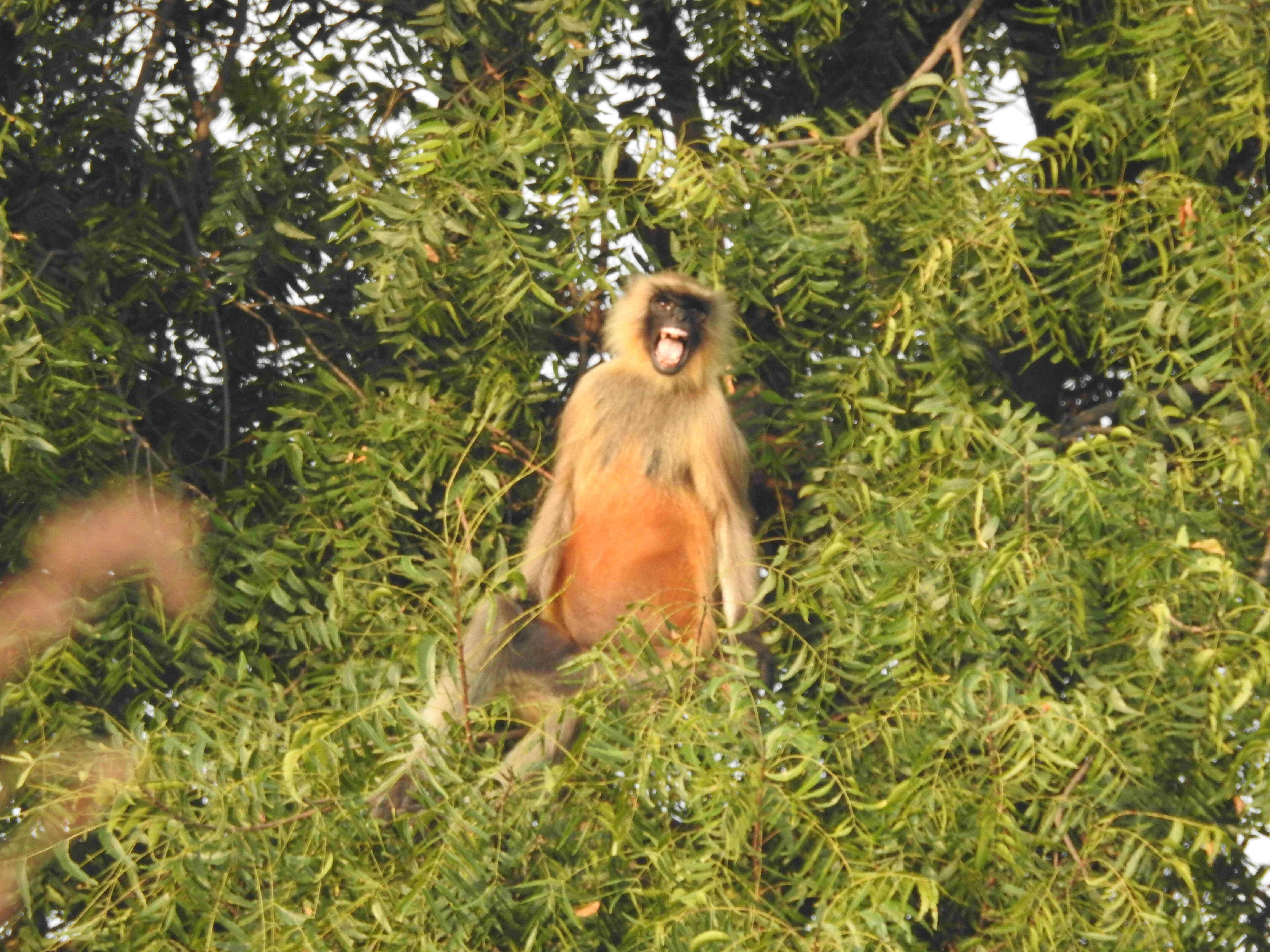 Image of Dussumier's Malabar Langur