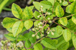 Image of Chinese-pepper