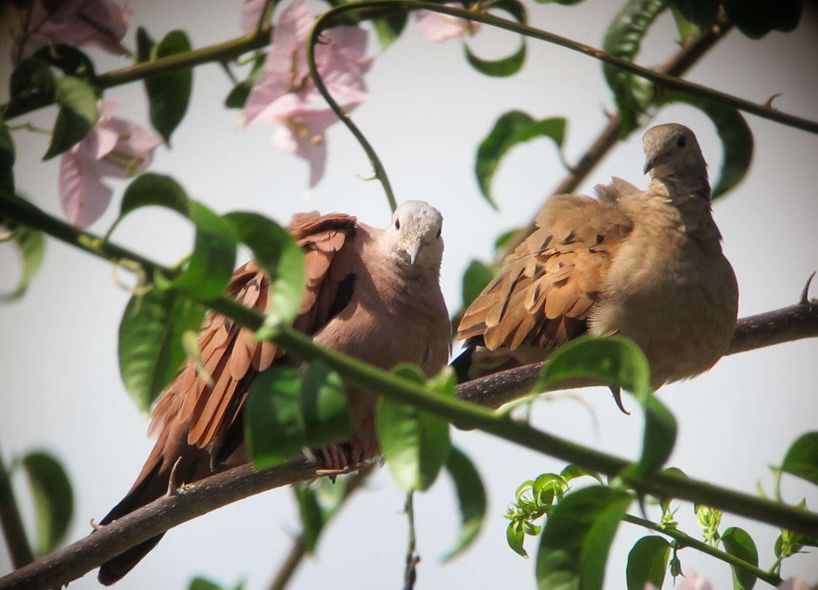 Image of Ruddy Ground Dove