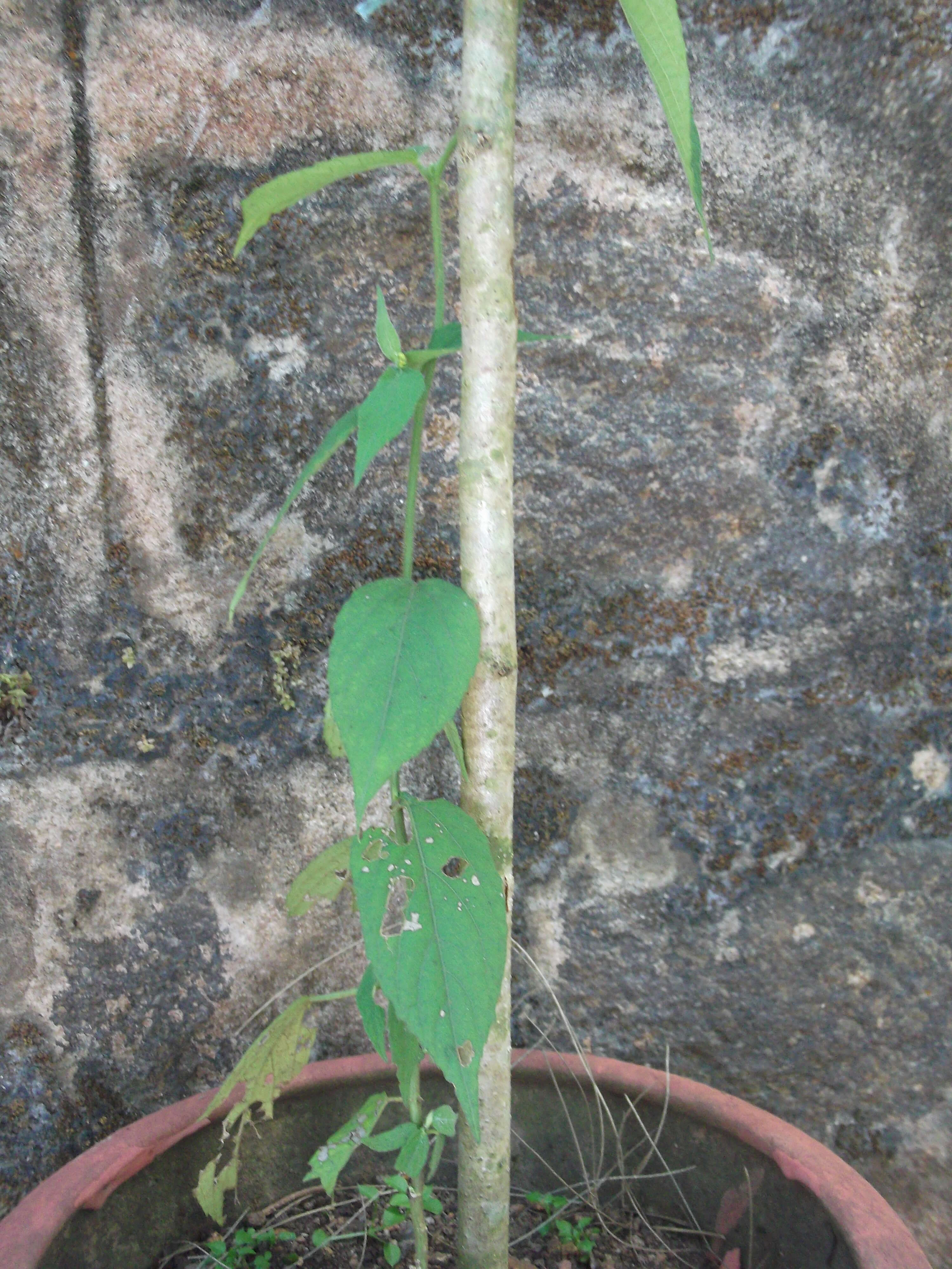 Image of Tragia involucrata L.