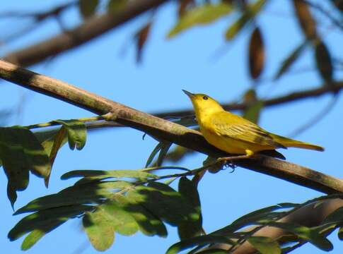 Image of Mangrove Warbler