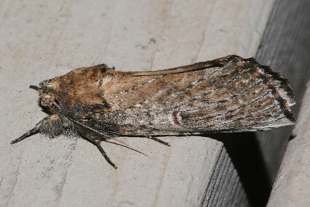 Image of Morning-glory Prominent