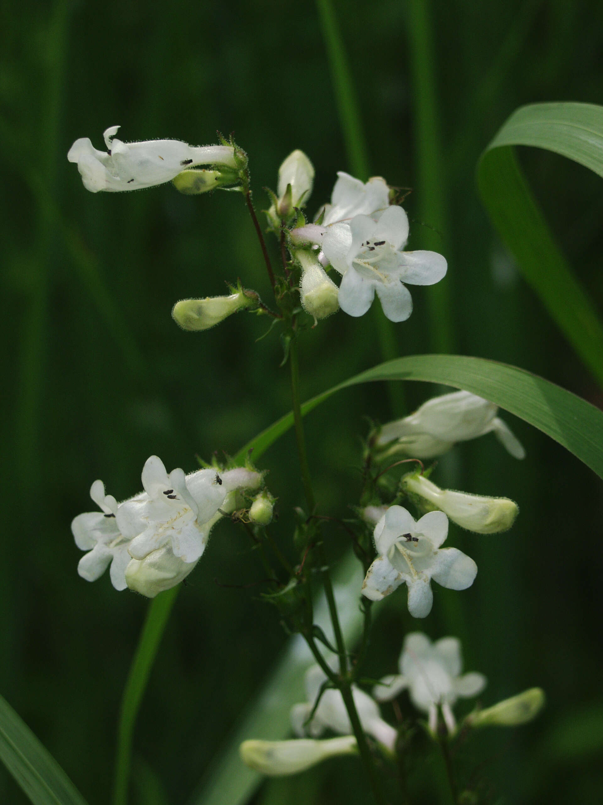 Image of talus slope penstemon