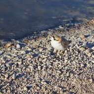 Image of Puna Plover