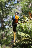 Image of Blue-and-yellow Macaw