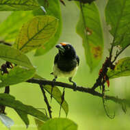 Image of Orange-fronted Barbet