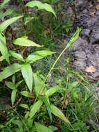 Image of Marsh Speedwell