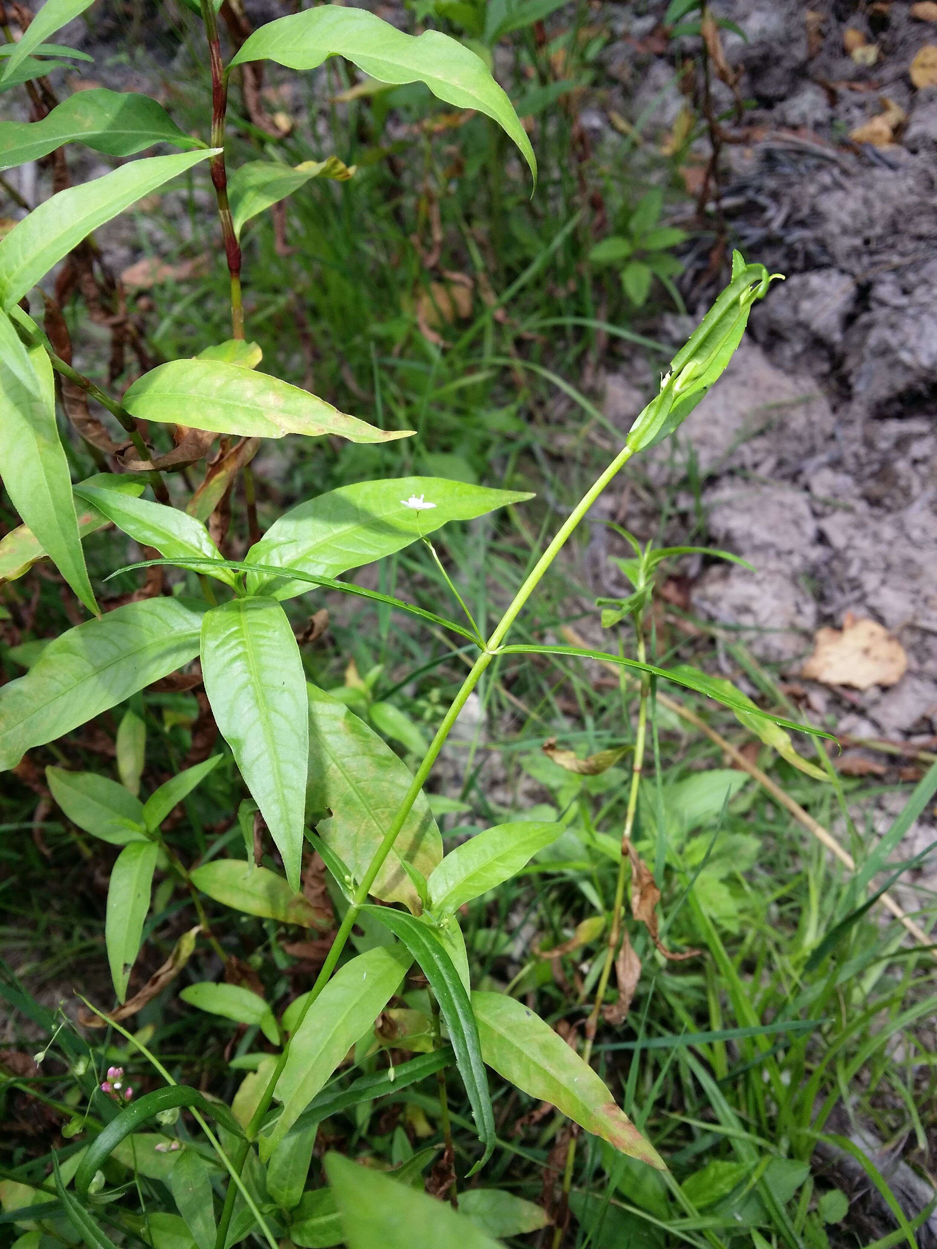 Image of Marsh Speedwell