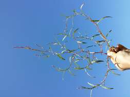 Image of Pygmy Smartweed