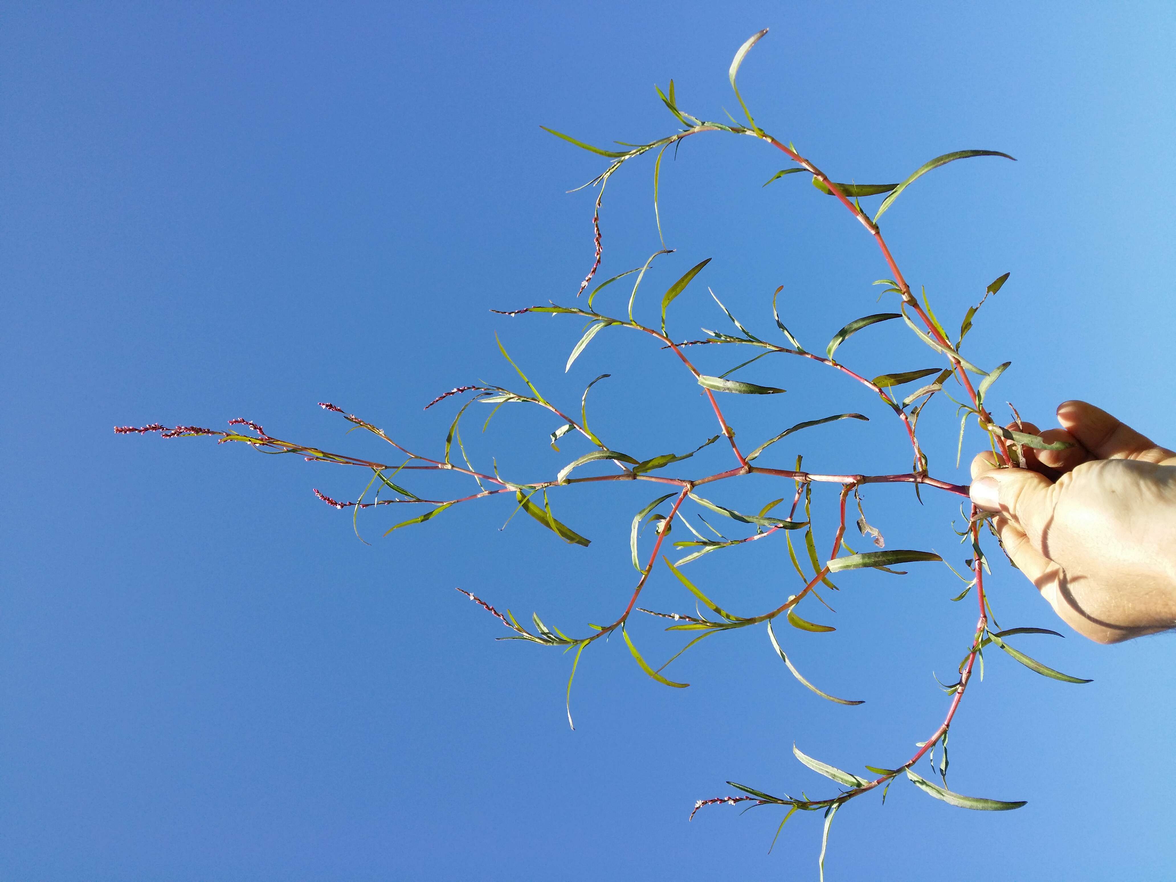 Image of Pygmy Smartweed