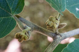 Image of Chinese witch hazel