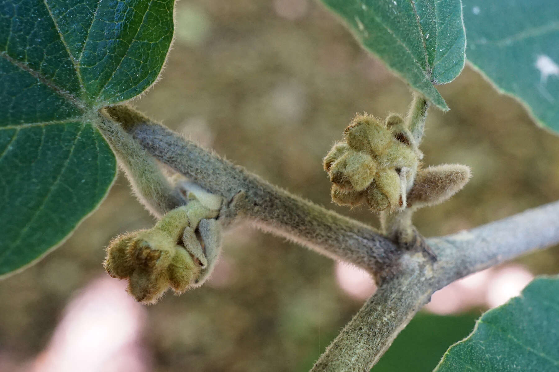 Image of Chinese witch hazel