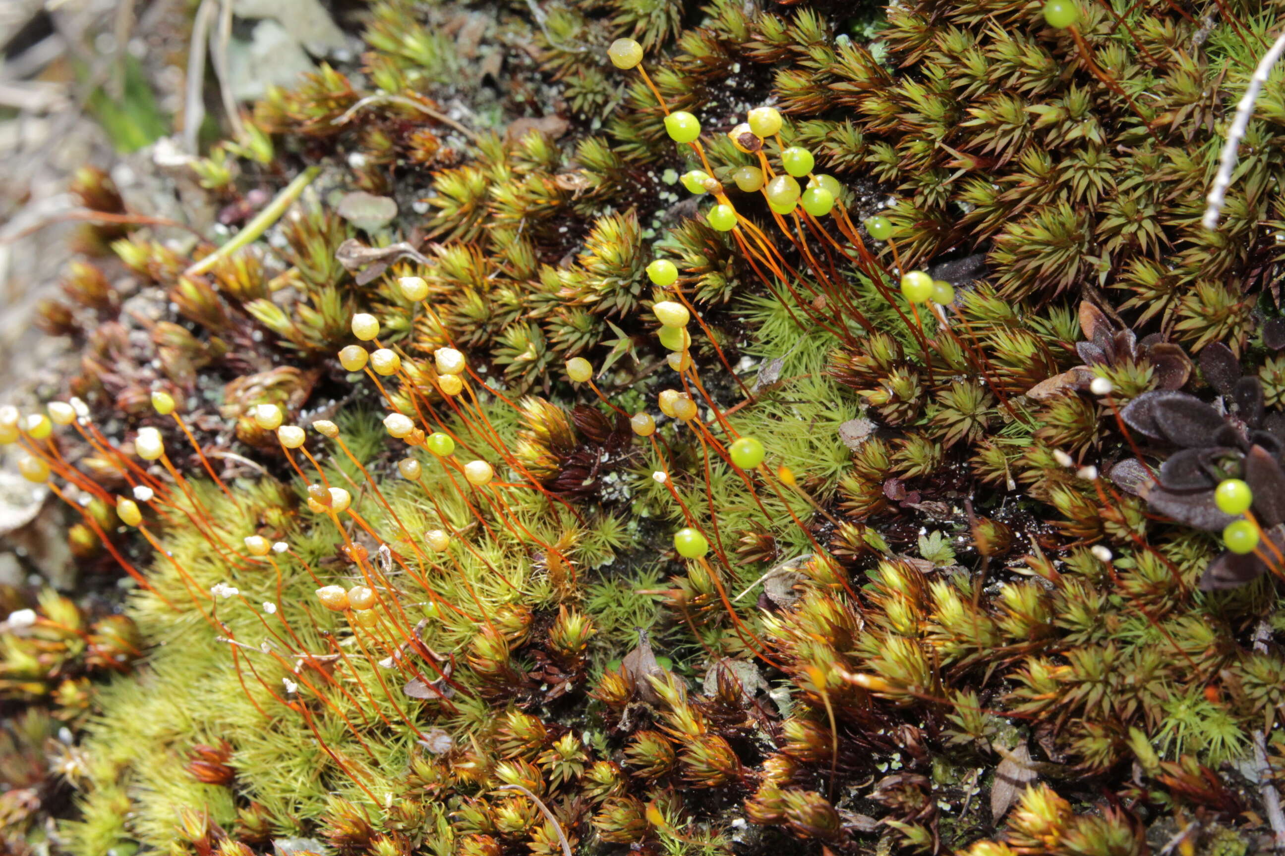 Image of bartramia moss