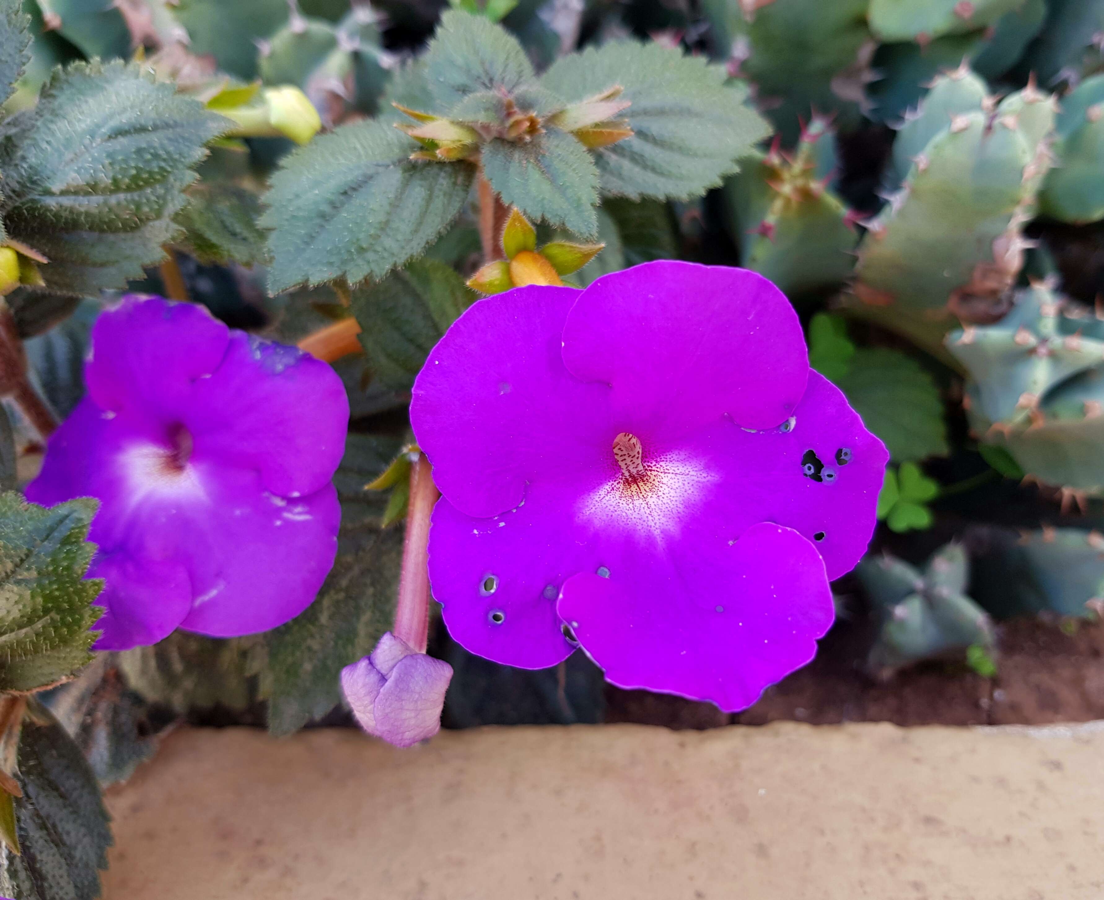 Image of Achimenes grandiflora (Schiede) DC.