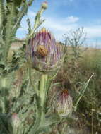 Image of Moor's Cotton Thistle