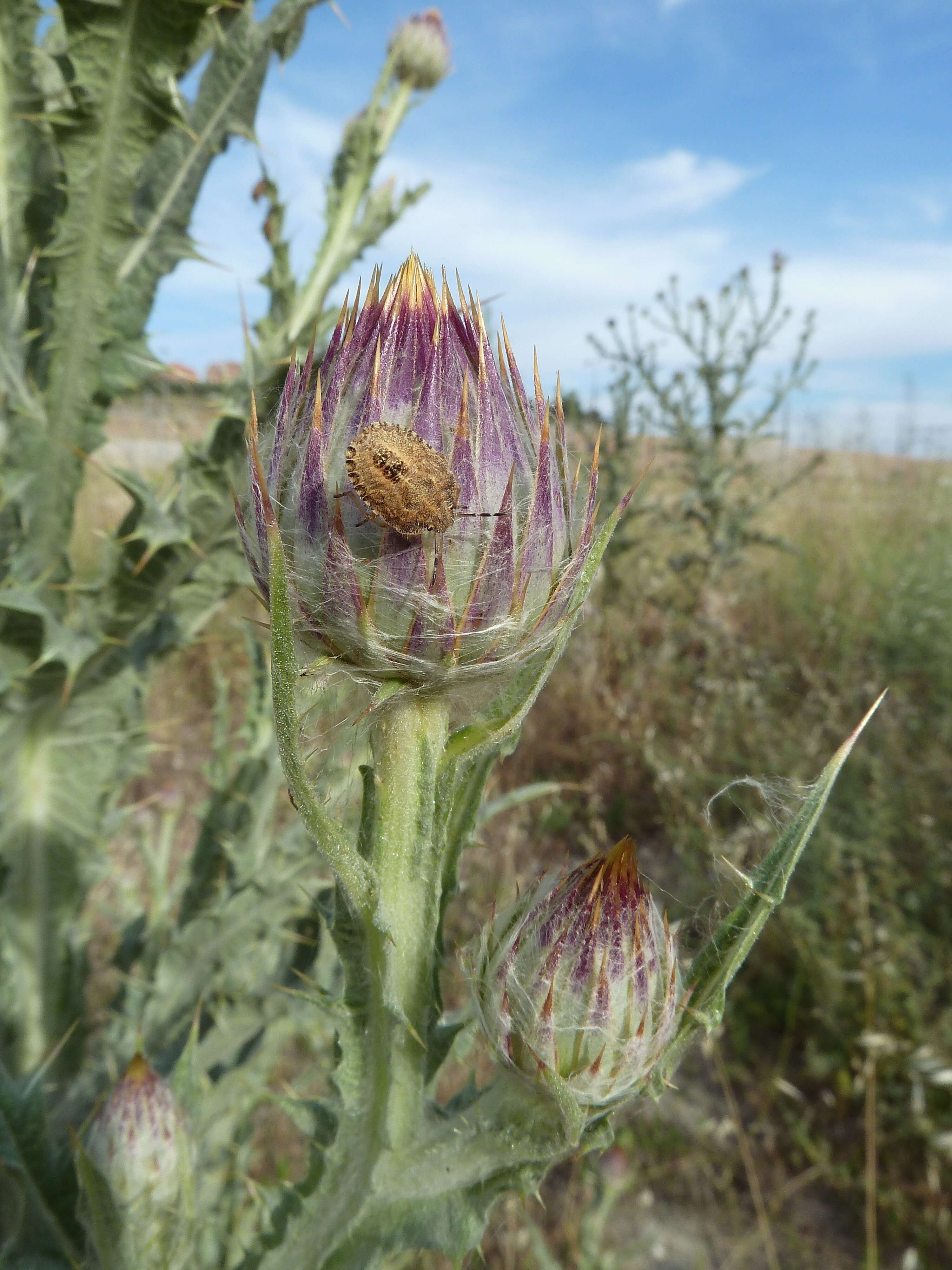 Image of Moor's Cotton Thistle