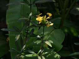 Imagem de Barleria lupulina Lindl.