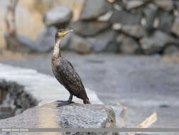 Image of Black Shag