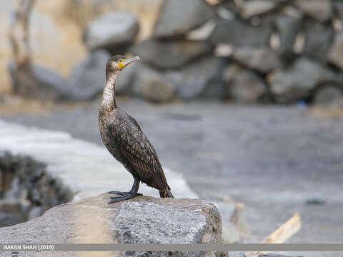 Image of Black Shag