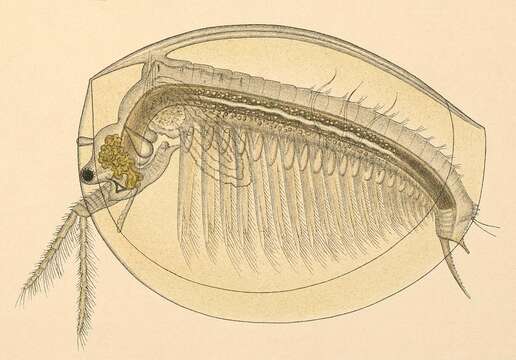 Image of Limnadiidae