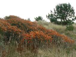 Imagem de Hippophae rhamnoides L.