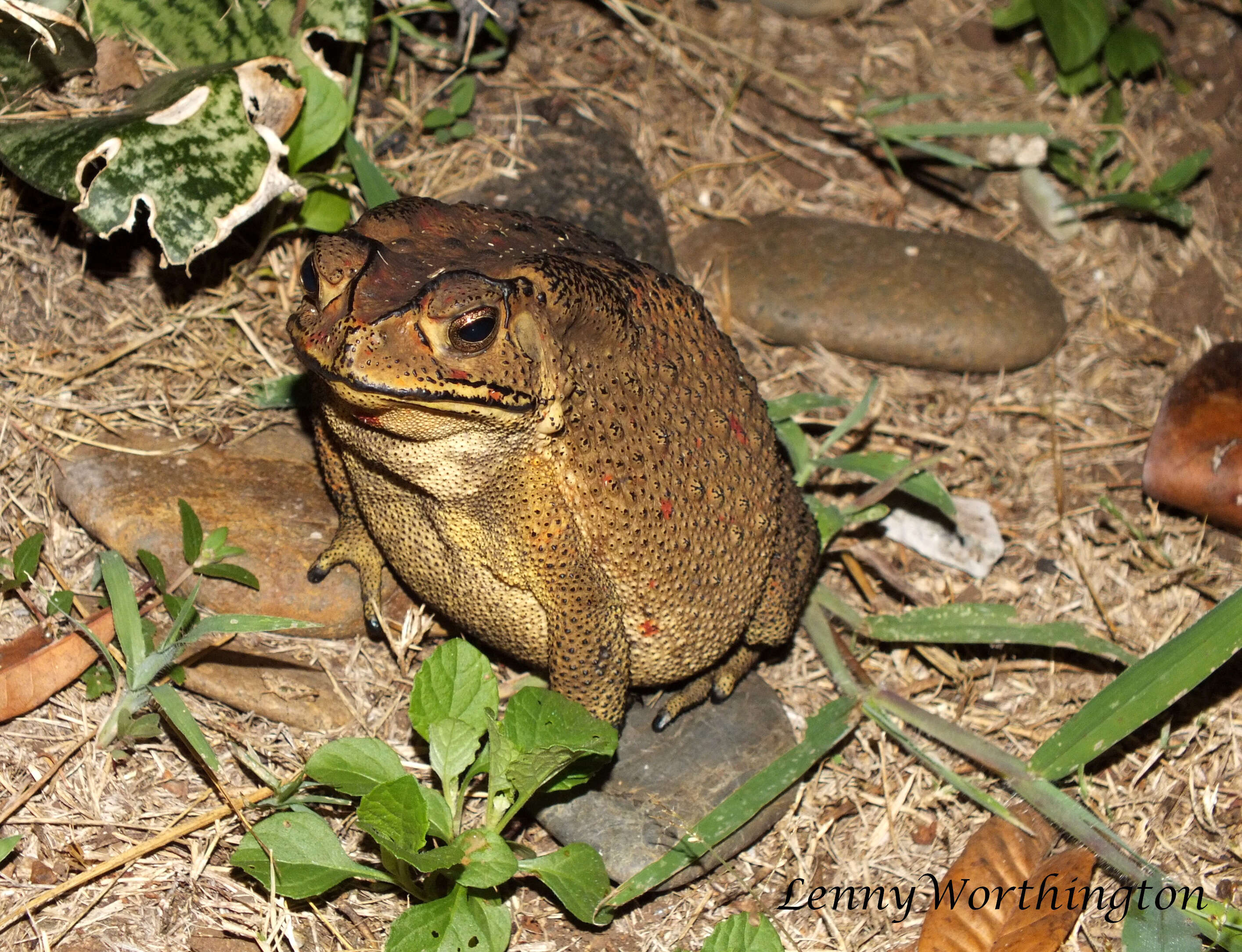 Image of asian black spotted toad